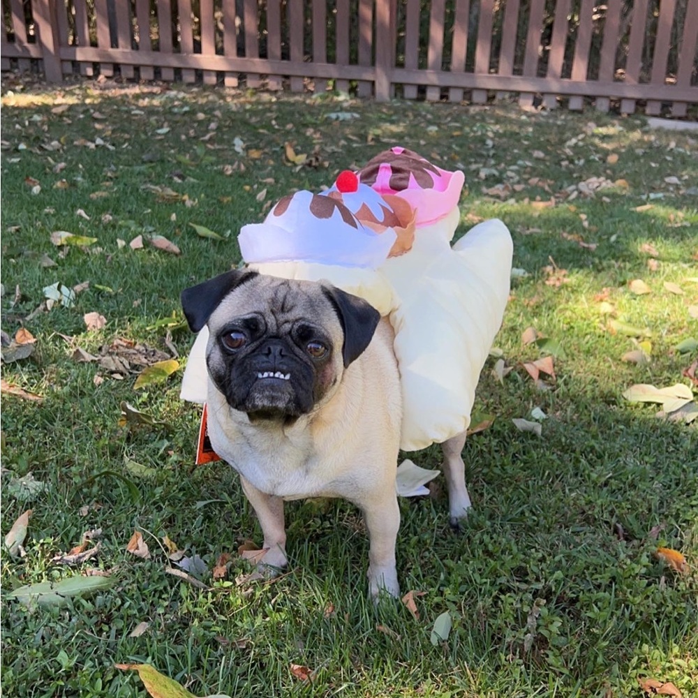 Dog Halloween Costumes Bundle